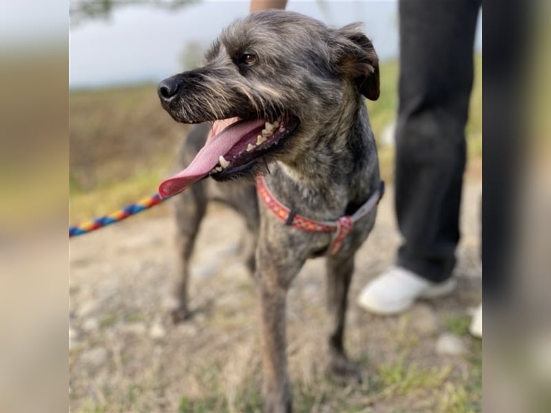Bruno - Mischlingshund sucht ein Zuhause