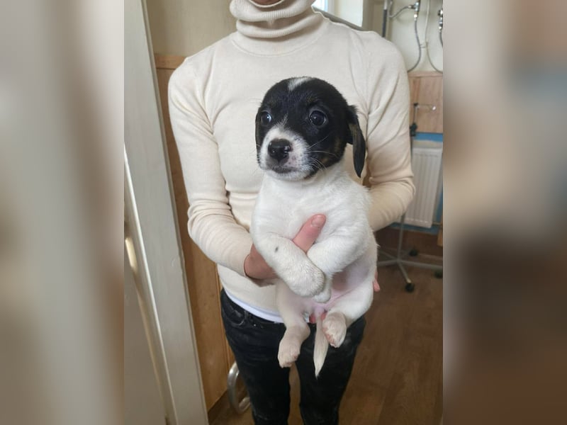 Mandarin, genauso süß wie die Geschwister