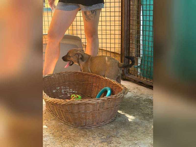 Bella, putzmunter und verspielt
