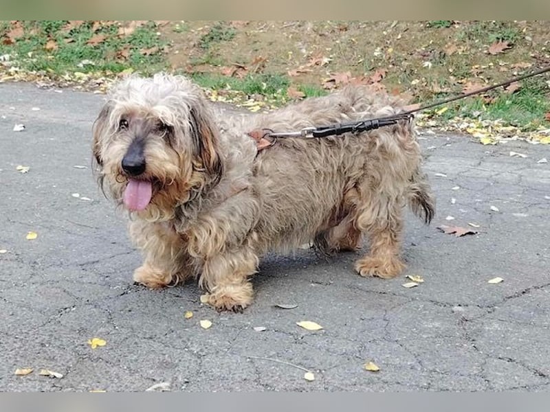 Maszola, Senior wurde einfach im Tierheim abgegeben