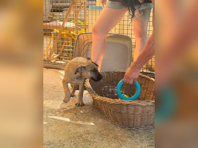Bella, putzmunter und verspielt