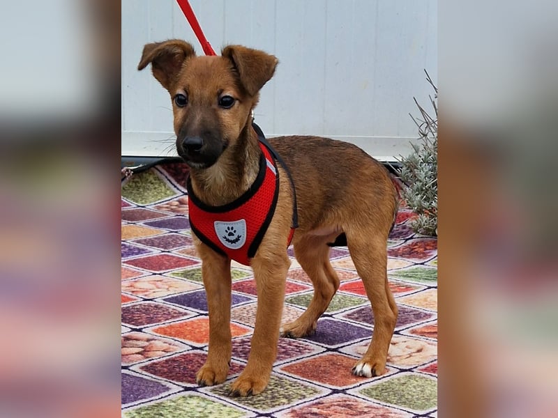 Dalia kleines Wunder sucht ihre Menschen