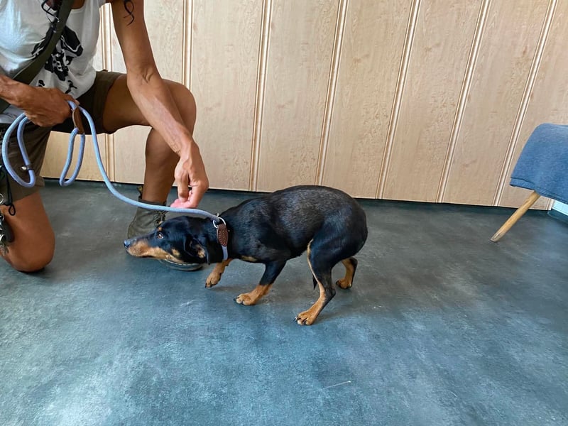 Jessy, kleine Hundedame freut sich auf ein schönes Zuhause