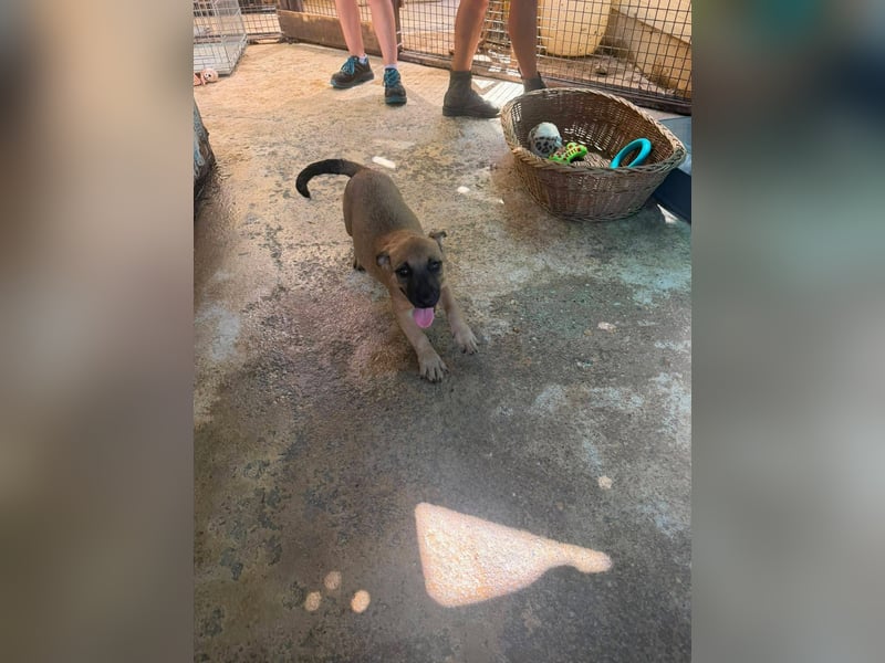 Bella, putzmunter und verspielt