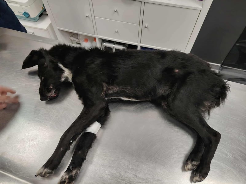 Angus,unser Notfällchen braucht dringend ein ruhiges Plätzchen