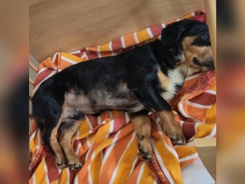 cleverer HOWIE sucht erfahrene Menschen