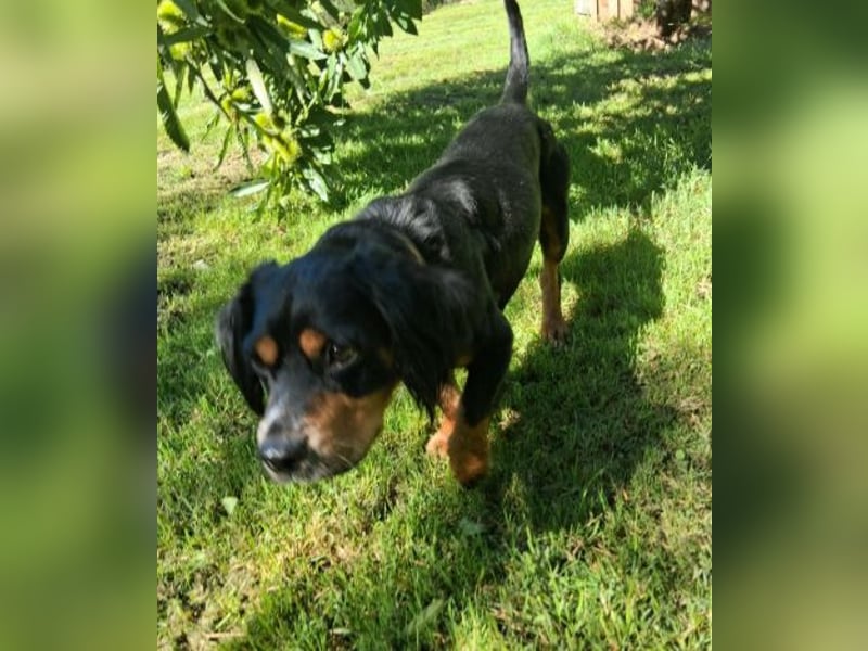 Lernwilliger kleiner Howie sucht seine Menschen (auch Pflegestelle)