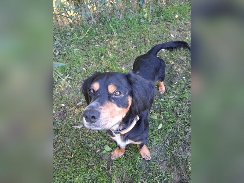 cleverer HOWIE sucht erfahrene Menschen