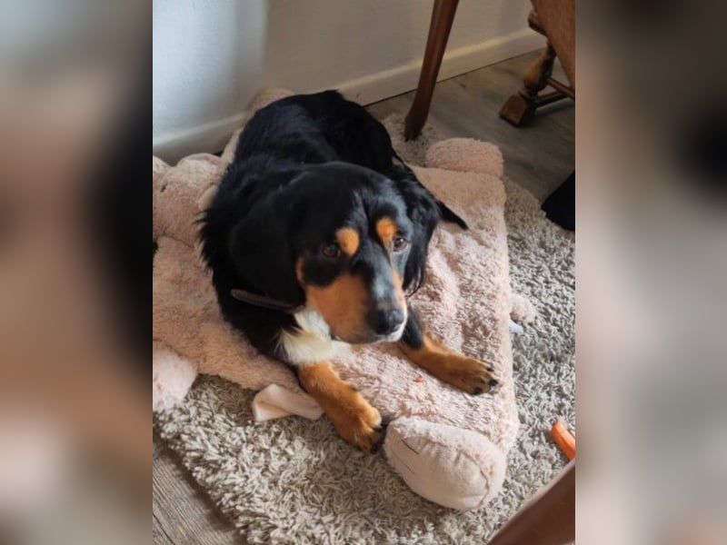 HOWIE - clever, sensibel und voller Potenzial