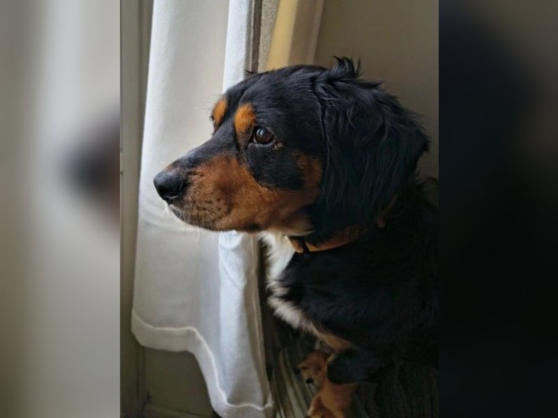 HOWIE - clever, sensibel und voller Potenzial