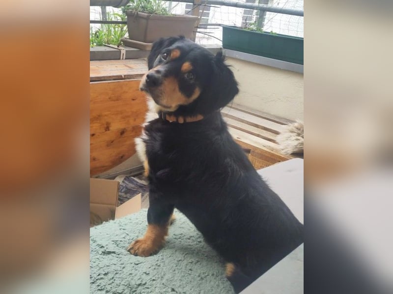 HOWIE - clever, sensibel und voller Potenzial