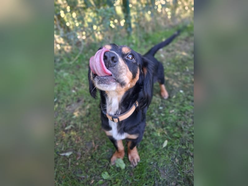 lernwilliger Howie sucht hundeerfahrene Menschen (auch Pflegestelle)