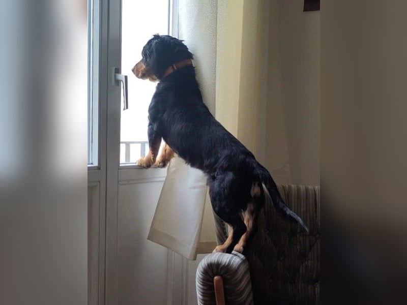 HOWIE - clever, sensibel und voller Potenzial