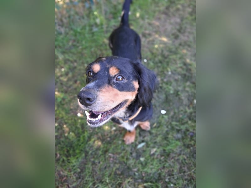 cleverer HOWIE sucht erfahrene Menschen