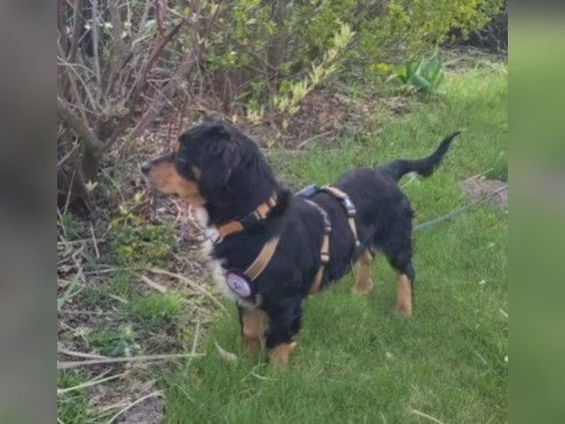 HOWIE - clever, sensibel und voller Potenzial