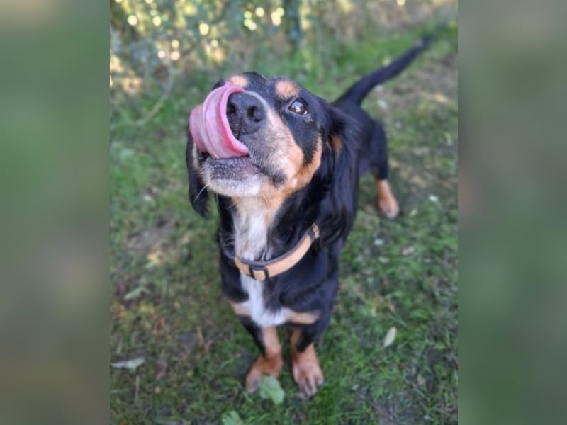 Lernwilliger kleiner Howie sucht seine Menschen (auch Pflegestelle)