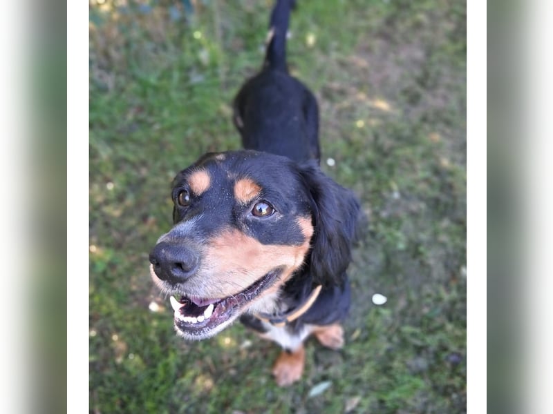 lernwilliger Howie sucht hundeerfahrene Menschen (auch Pflegestelle)
