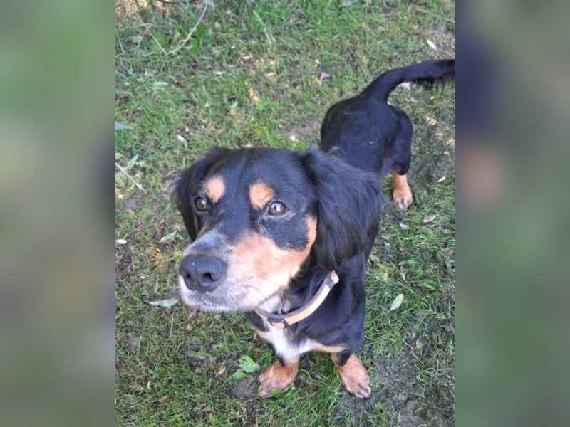 Lernwilliger kleiner Howie sucht seine Menschen (auch Pflegestelle)