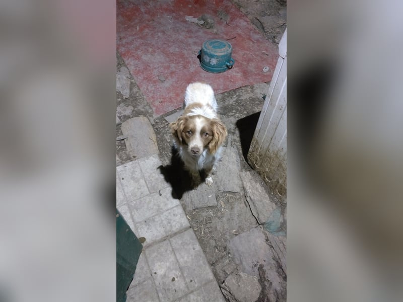 Münsterländer Erik