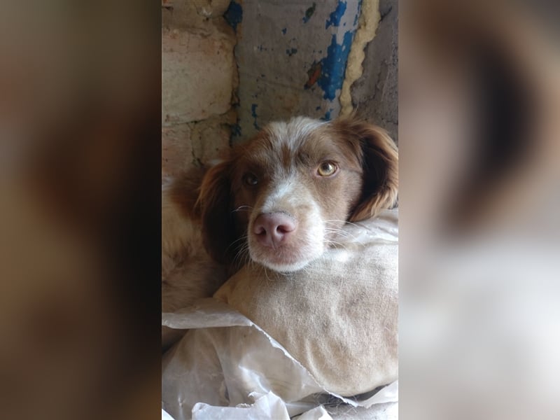 Münsterländer Erik