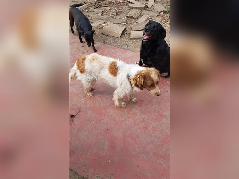 Münsterländer Erik