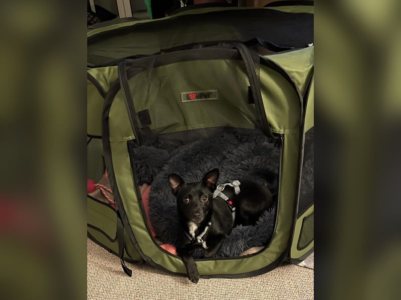 LORI (*2024) auf Pflegestelle in 39606 Osterburg