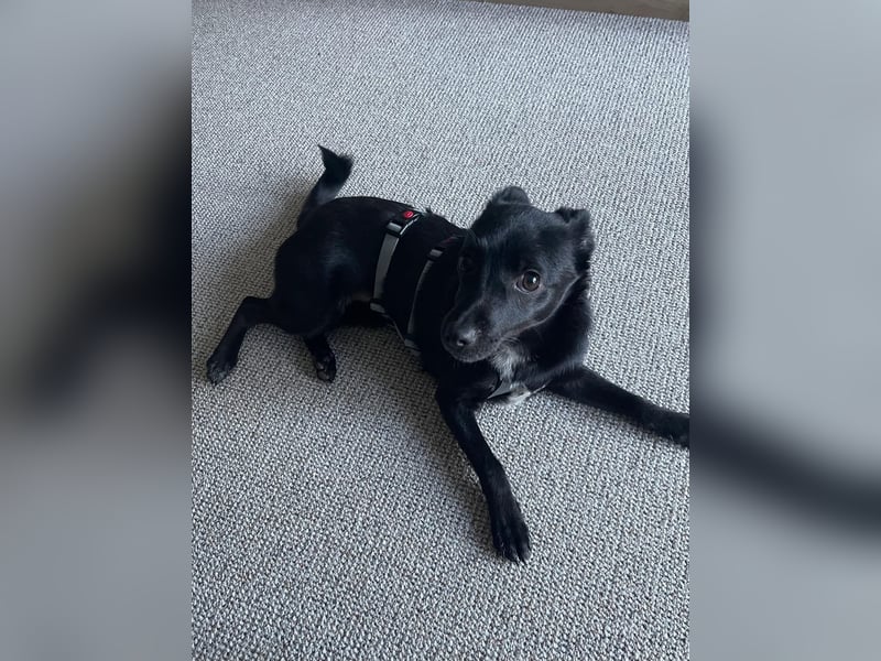 LORI (*2024) auf Pflegestelle in 39606 Osterburg