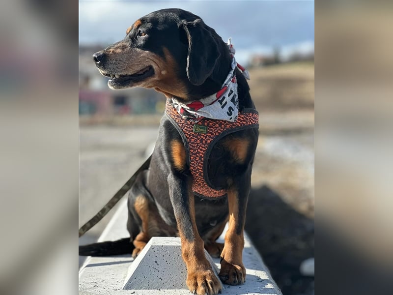 Omi VESI (*2014) sucht die Liebe