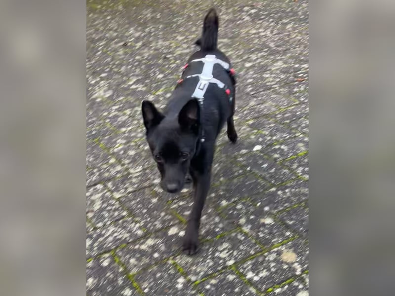 LORI (*2024) auf Pflegestelle in 39606 Osterburg