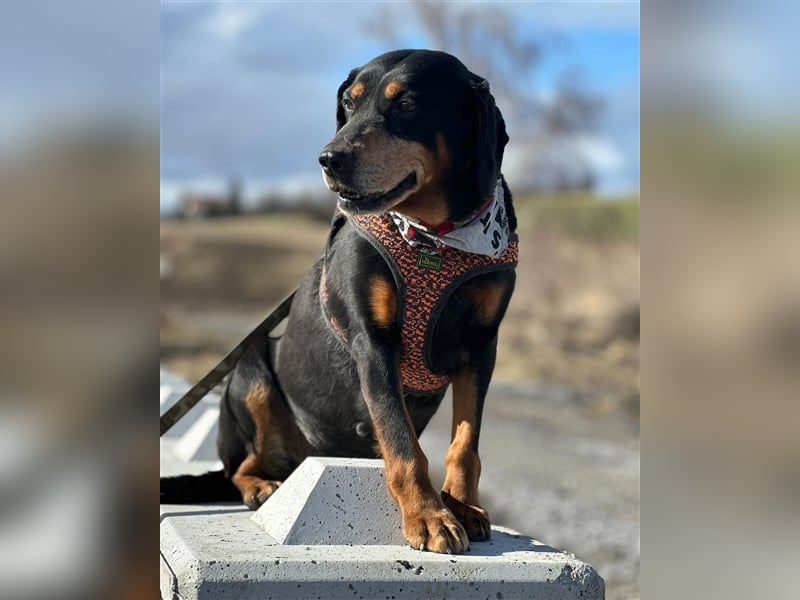 Omi VESI (*2014) sucht die Liebe