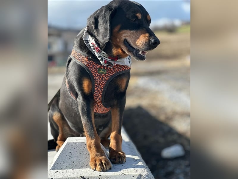 Omi VESI (*2014) sucht die Liebe