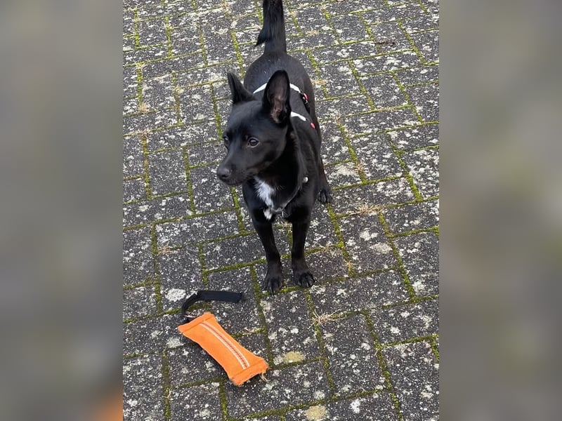 LORI (*2024) auf Pflegestelle in 39606 Osterburg