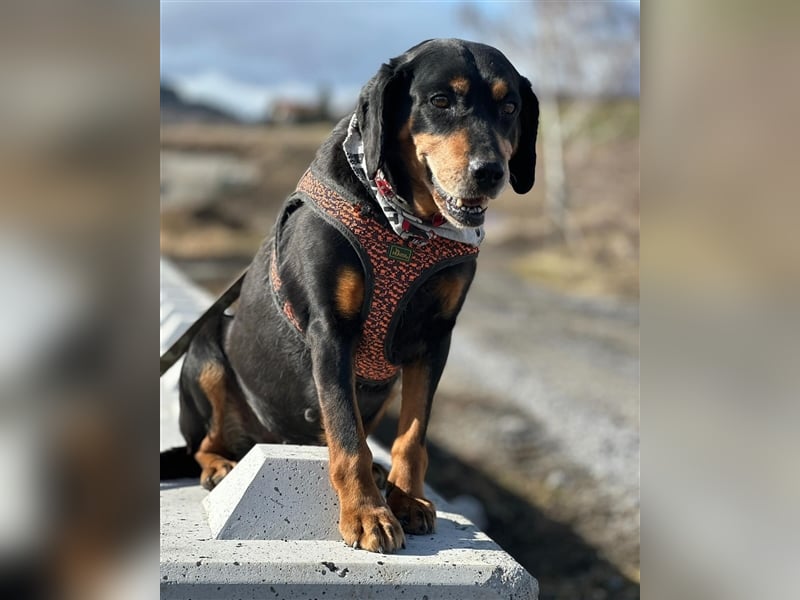 Omi VESI (*2014) sucht die Liebe