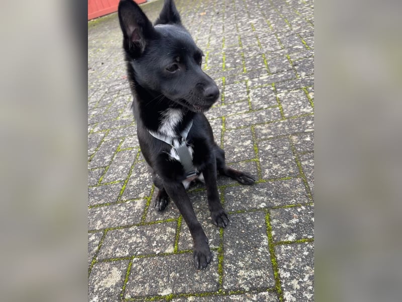 LORI (*2024) auf Pflegestelle in 39606 Osterburg