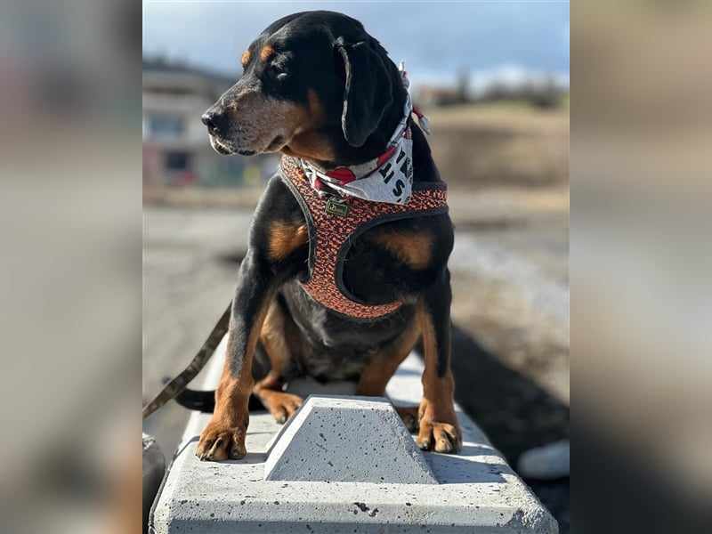 Omi VESI (*2014) sucht die Liebe