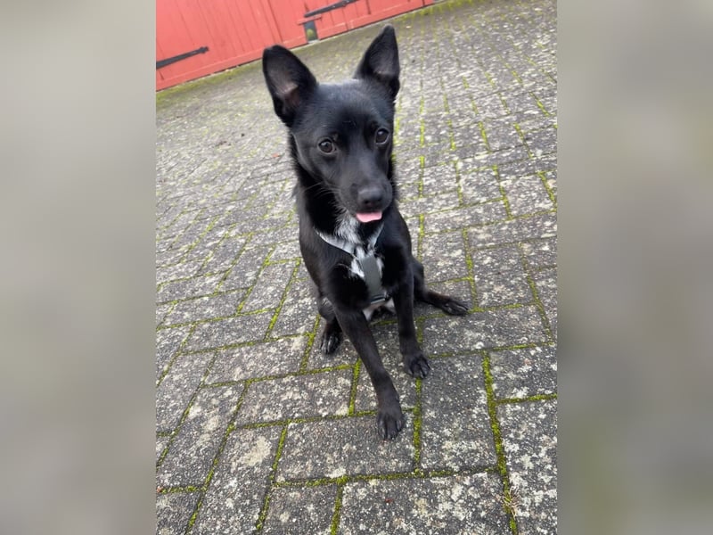 LORI (*2024) auf Pflegestelle in 39606 Osterburg