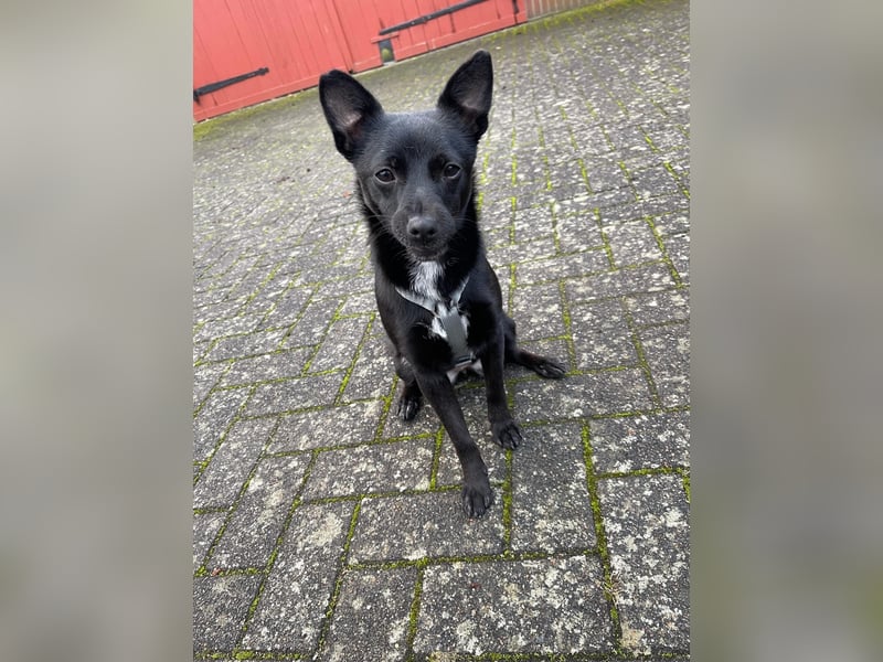 LORI (*2024) auf Pflegestelle in 39606 Osterburg