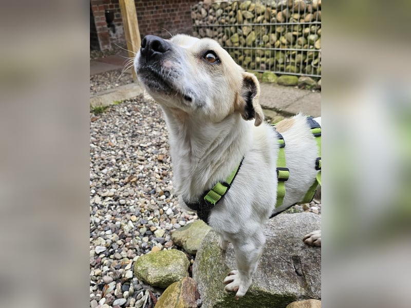 Unkomplizierter Temmy auf der Suche nach seiner Familie