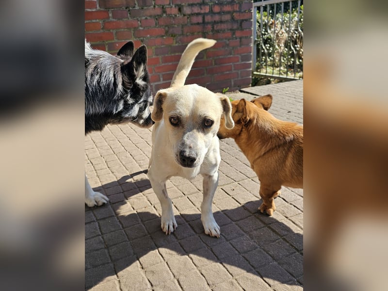 Unkomplizierter Temmy auf der Suche nach seiner Familie