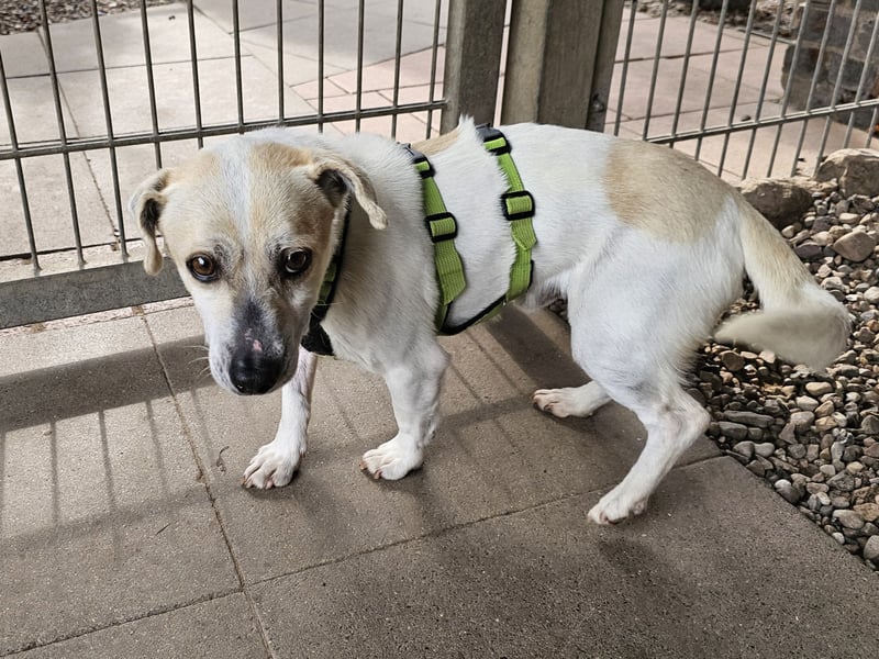 Unkomplizierter Temmy auf der Suche nach seiner Familie