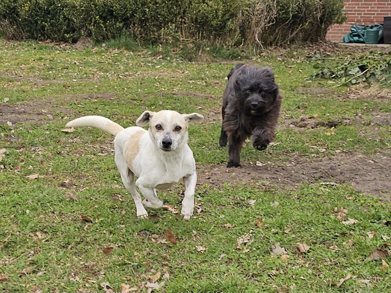 Unkomplizierter Temmy auf der Suche nach seiner Familie
