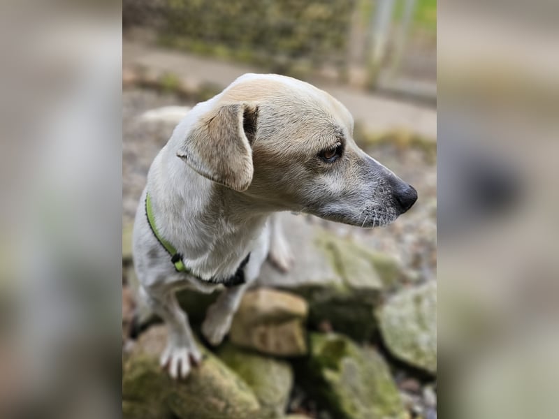 Unkomplizierter Temmy auf der Suche nach seiner Familie