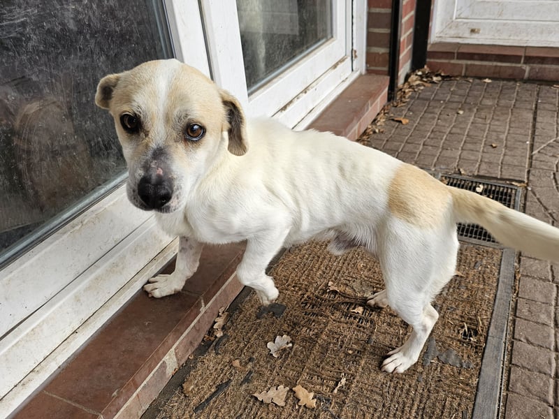 Unkomplizierter Temmy auf der Suche nach seiner Familie