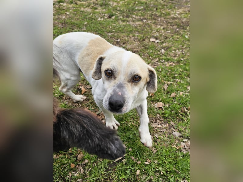 Unkomplizierter Temmy auf der Suche nach seiner Familie