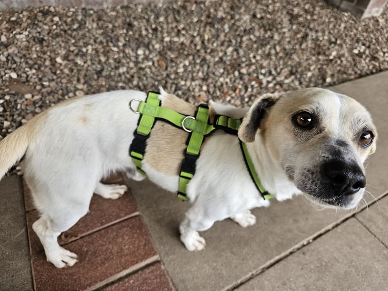 Unkomplizierter Temmy auf der Suche nach seiner Familie