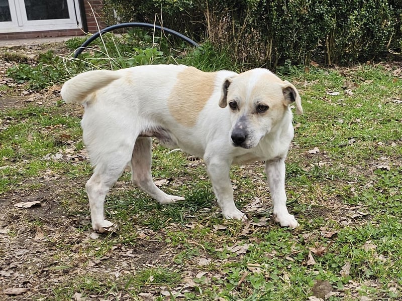 Unkomplizierter Temmy auf der Suche nach seiner Familie