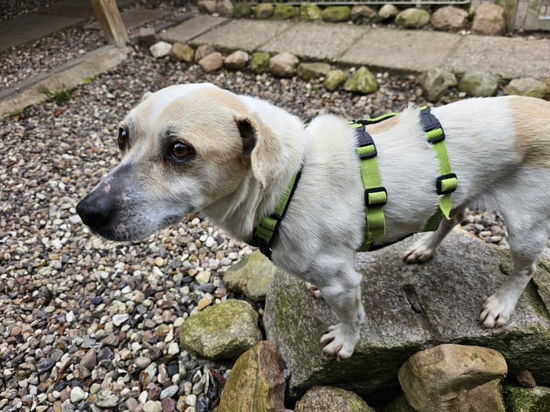 Unkomplizierter Temmy auf der Suche nach seiner Familie