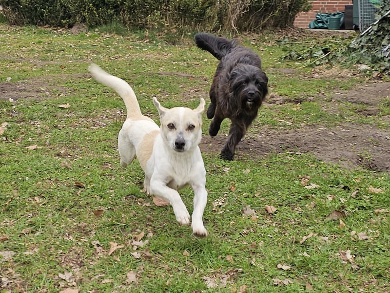 Unkomplizierter Temmy auf der Suche nach seiner Familie