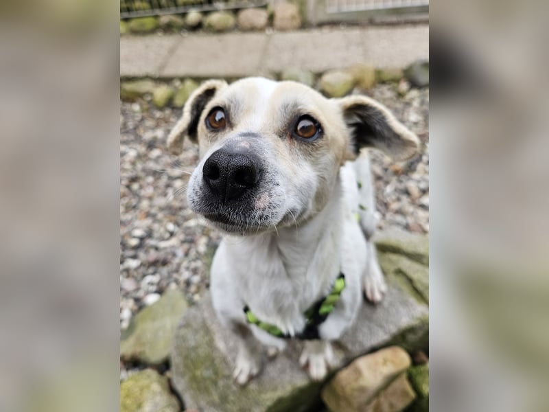 Unkomplizierter Temmy auf der Suche nach seiner Familie