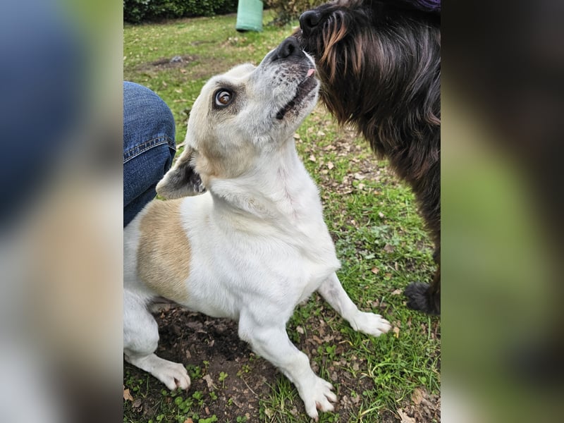 Unkomplizierter Temmy auf der Suche nach seiner Familie